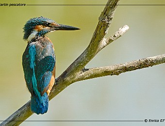 Animali 134